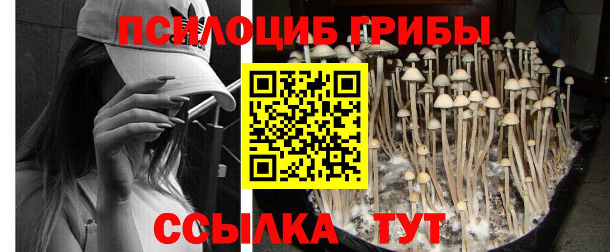 Псилоцибиновые грибы прущие грибы Черняховск